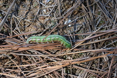 Lapara coniferarum
