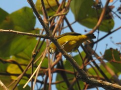 Euphonia chrysopasta
