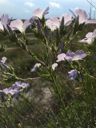 Linum hirsutum, photograph 2