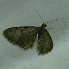 Eupithecia distinctaria