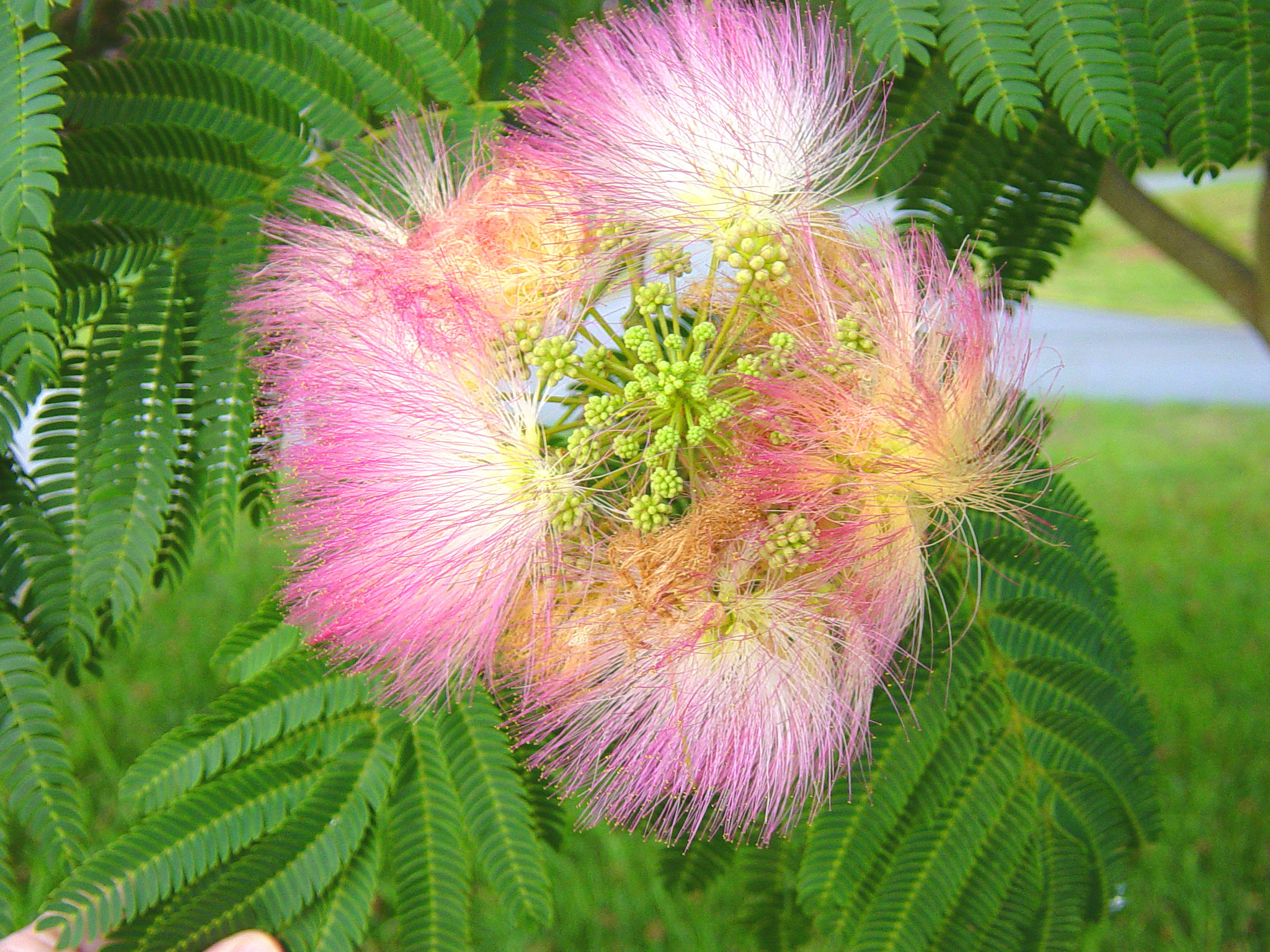 Persian Silk Tree Albizia Julibrissin Inaturalist