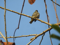Euphonia chrysopasta