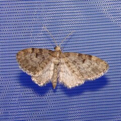 Eupithecia tantillaria