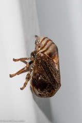 Clastoptera obtusa