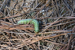 Lapara coniferarum