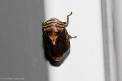 Clastoptera obtusa
