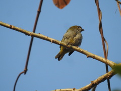 Euphonia chrysopasta