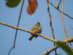 Euphonia chrysopasta