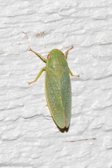 Gyponini