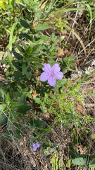 Ruellia humilis