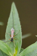 Ichneumonoidea