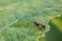 Ichneumonina
