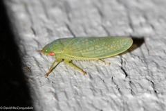 Gyponini