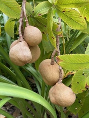 Aesculus pavia