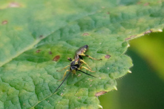 Ichneumonina