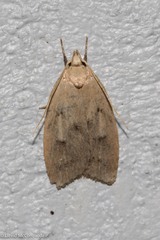 Machimia tentoriferella