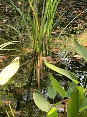 Lithobates catesbeianus