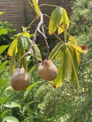 Aesculus pavia