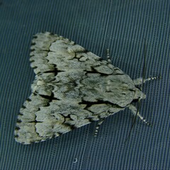 Acronicta cuspis