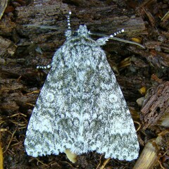 Acronicta megacephala