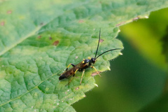 Ichneumonina