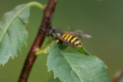 Vespula alascensis