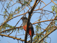 Trogon melanurus