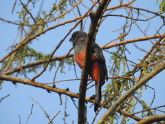 Trogon melanurus