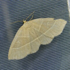 Trisateles emortualis