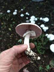 Agaricus bisporus