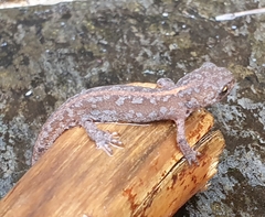 Ichthyosaura alpestris