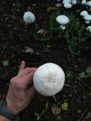 Agaricus bisporus
