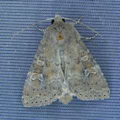 Parastichtis suspecta