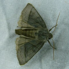 Mesogona oxalina