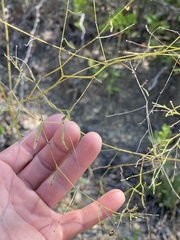 Pediomelum linearifolium