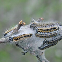 Aporia crataegi