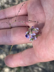 Pediomelum linearifolium