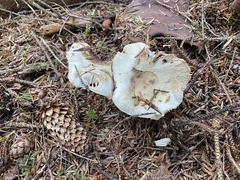 Russula crassotunicata