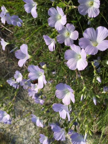 Linum hirsutum, photograph 3