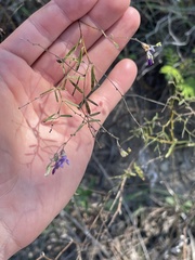 Pediomelum linearifolium