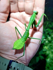 Hierodula membranacea