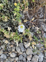 Cerastium alpinum