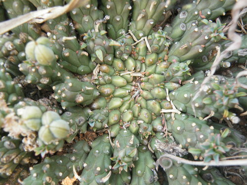 Euphorbia davyi, photograph 5