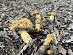 Leccinellum rugosiceps