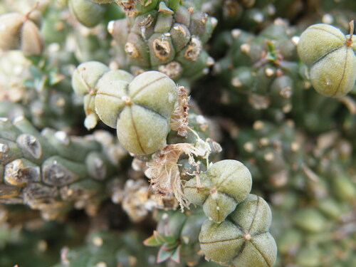 Image of Euphorbia davyi by (c) Antoinette Eyssell Knox, some rights reserved (CC BY-SA)
