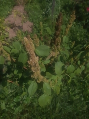 Amaranthus retroflexus