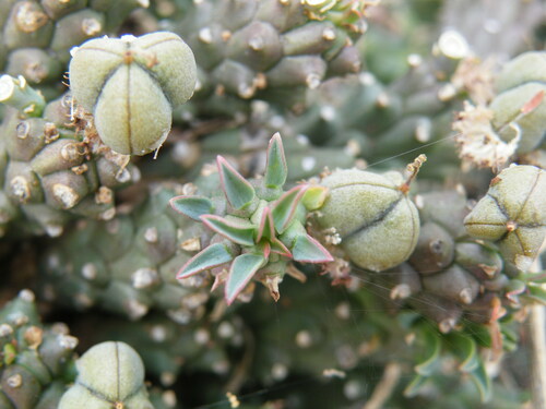 Image of Euphorbia davyi by (c) Antoinette Eyssell Knox, some rights reserved (CC BY-SA)