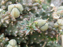Euphorbia davyi