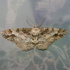 Paradarisa consonaria