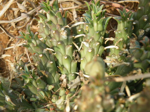 Image of Euphorbia davyi by (c) Antoinette Eyssell Knox, some rights reserved (CC BY-SA)